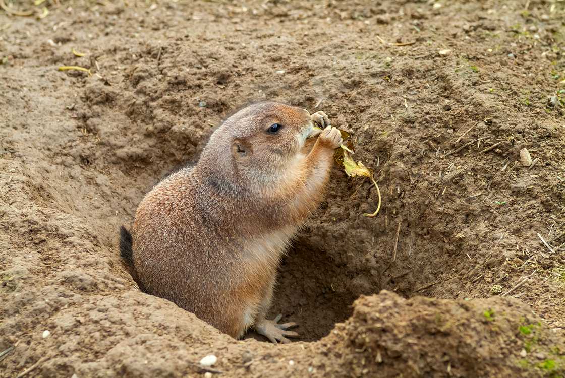 European ground squirrel