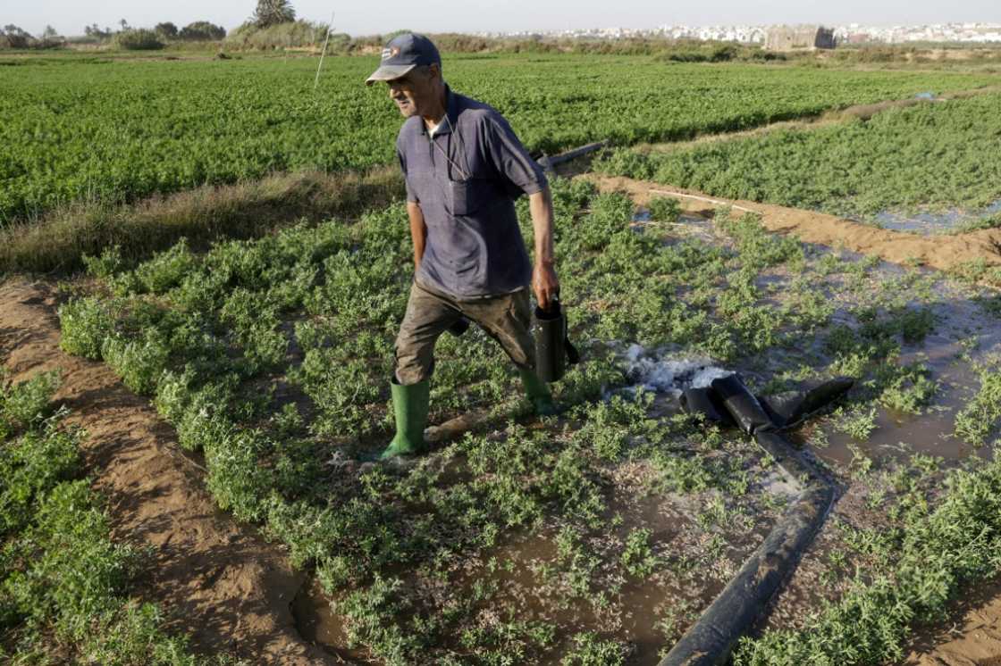 Farmers say their survival depends on the desalination plants