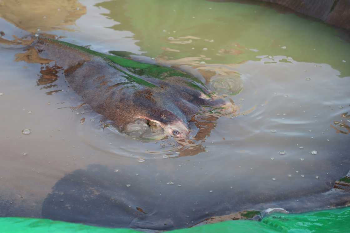 The researchers fitted an acoustic tag to the stingray before returning it to the river