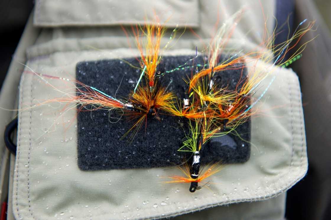 Anglers blame a number of factors including a lack of tree cover along rivers and overfishing of herring in UK coastal waters Anglers blame a number of factors including a lack of tree cover along rivers and overfishing of herring in UK coastal waters