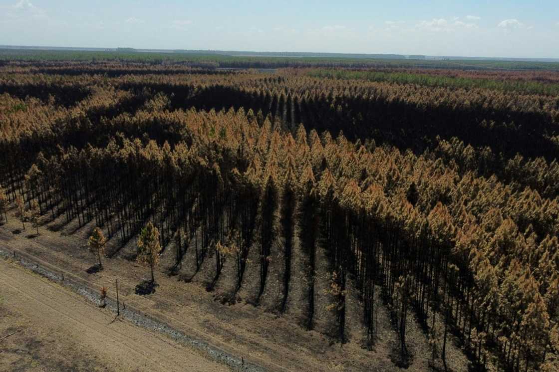 Conventional, tree-planting carbon dioxide removal must double by 2050 to keep the 1.5C target in play, and increase by 50 percent to keep warming under 2C Conventional, tree-planting carbon dioxide removal must double by 2050 to keep the 1.5C target in play, and increase by 50 percent to keep warming under 2C