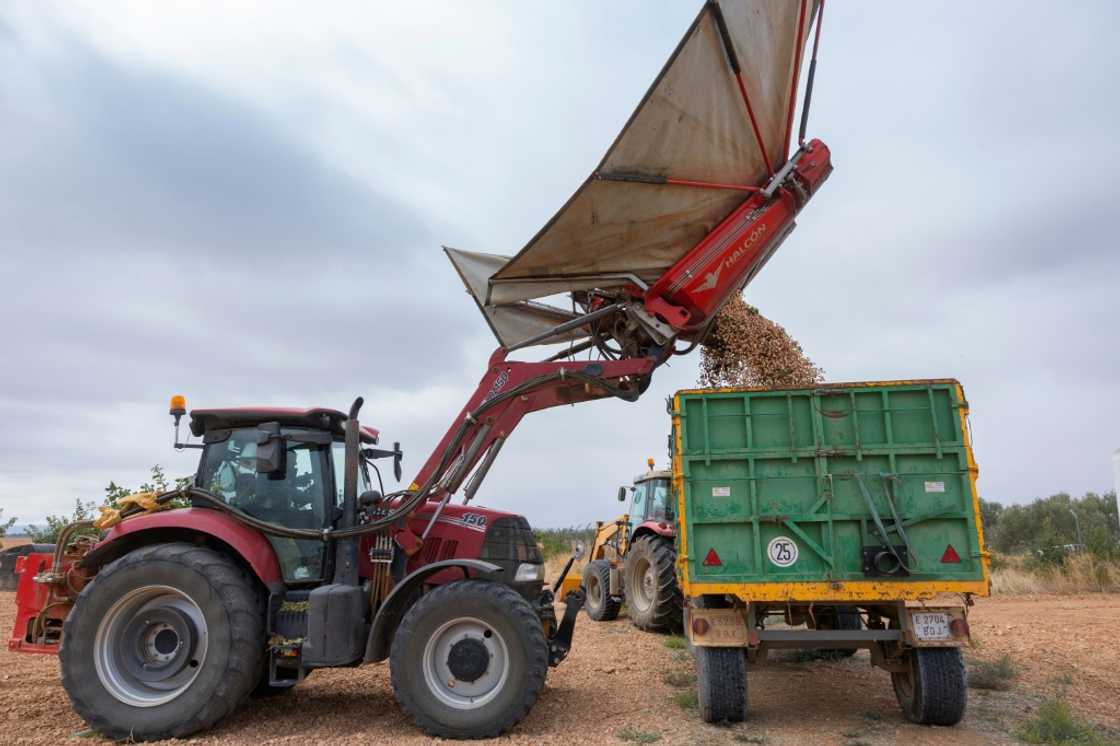 Spain became the world's fourth largest peanut producer by area after the United States, Iran and Turkey