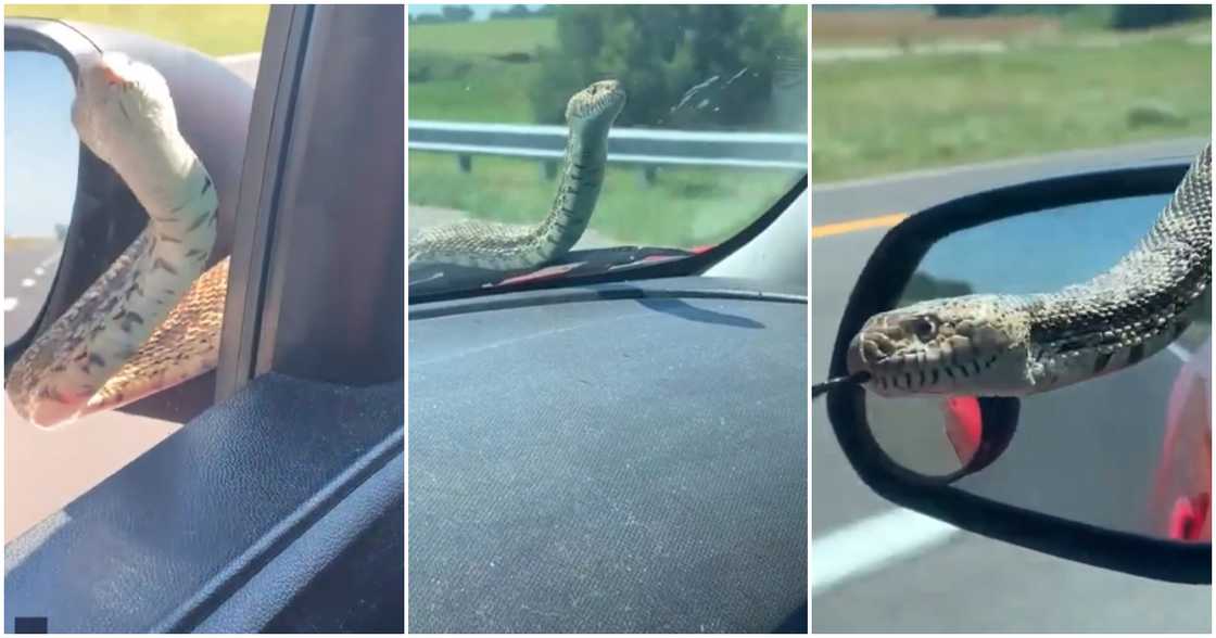 Snake slithers on woman's windshield as she drove Snake slithers on woman's windshield as she drove