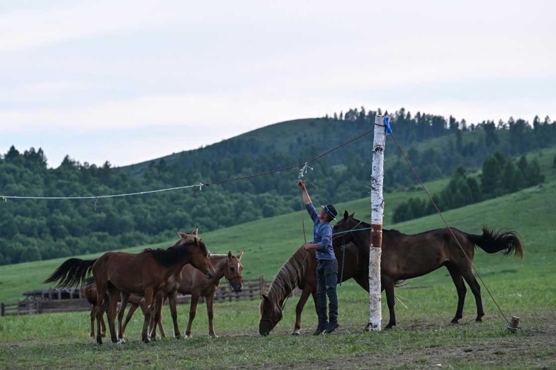 Herder Gan-Erdene Ganbat tends to his horses in Khutag-Undur, Bulgan province Herder Gan-Erdene Ganbat tends to his horses in Khutag-Undur, Bulgan province