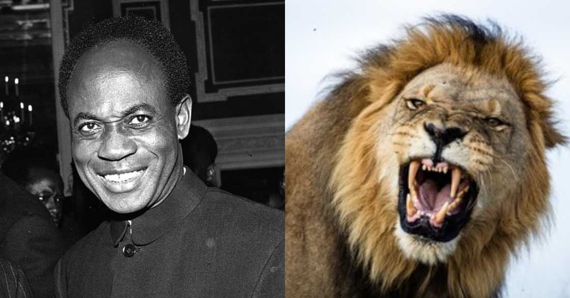 Video of Dr Kwame Nkrumah playing with a live lion shows he was a hard guy Video of Dr Kwame Nkrumah playing with a live lion shows he was a hard guy