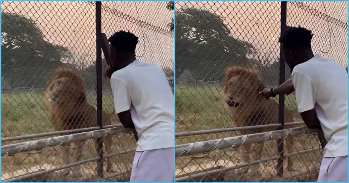 Photo of a Ghanaian man and lion