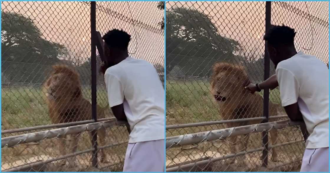 Photo of a Ghanaian man and lion Photo of a Ghanaian man and lion