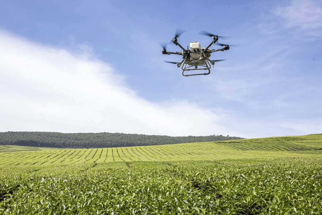 Kenya sends one-fifth of its exports to the EU, mainly agricultural products like tea and coffee Kenya sends one-fifth of its exports to the EU, mainly agricultural products like tea and coffee