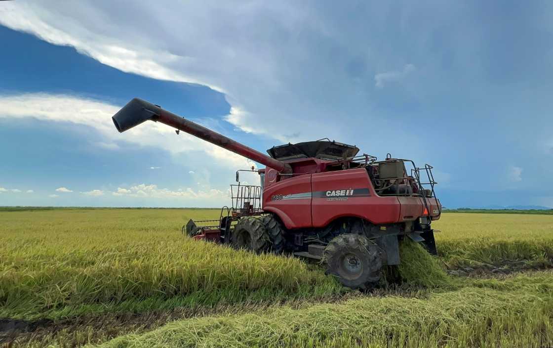 In a first, a private Vietnamese company is growing rice in Cuba In a first, a private Vietnamese company is growing rice in Cuba