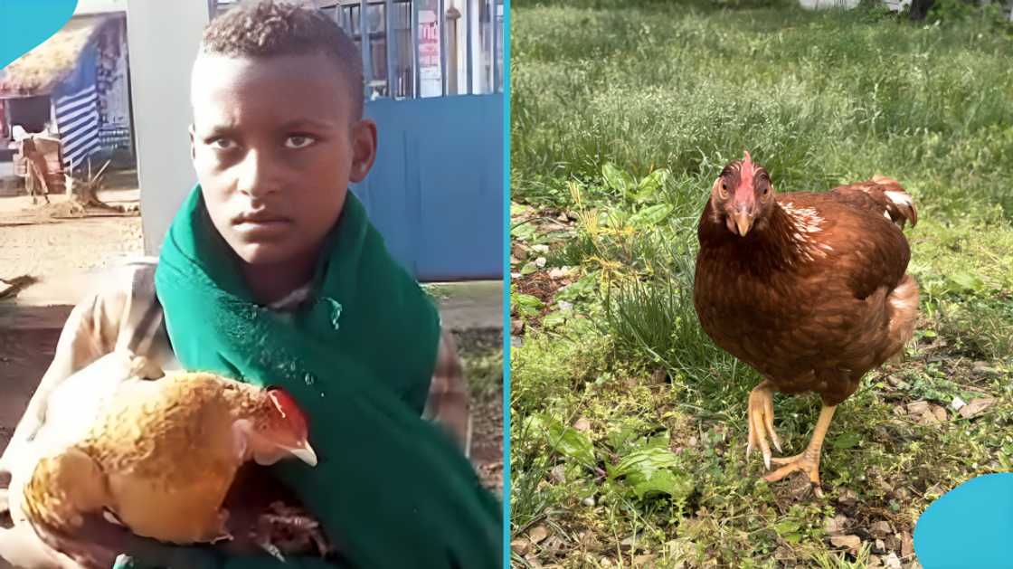 Ethiopia, Markos Abaye, Amhara Region, Denbecha Primary Hospital, sick chicken, pet chicken, animal lover, compassion, kindness, viral video, TikTok, social media buzz Ethiopia, Markos Abaye, Amhara Region, Denbecha Primary Hospital, sick chicken, pet chicken, animal lover, compassion, kindness, viral video, TikTok, social media buzz