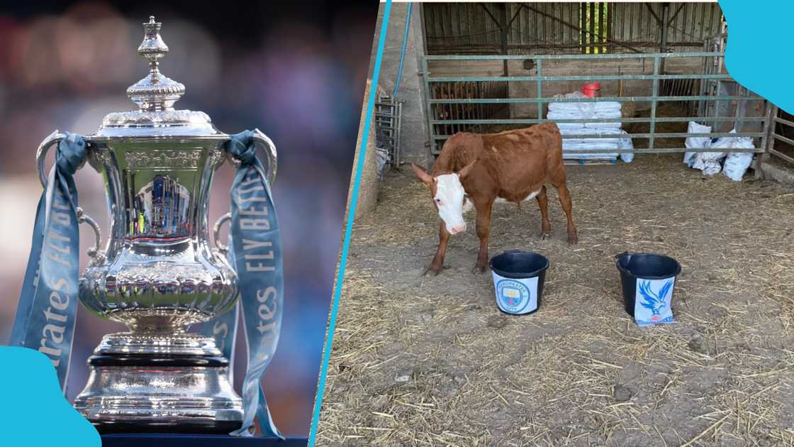 Man City s Crystal Palace: Mystic Cow unanimously predict FA Cup final winner Man City s Crystal Palace: Mystic Cow unanimously predict FA Cup final winner