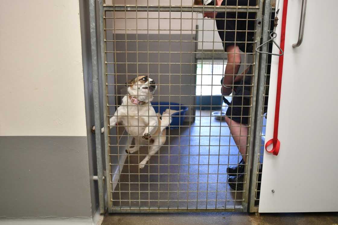 The RSPCA says there has been a 24-percent rise in pet abandonments so far this year The RSPCA says there has been a 24-percent rise in pet abandonments so far this year