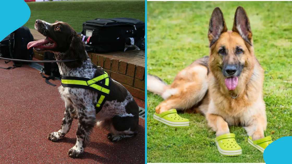 FIFA Club World Cup, dogs, crocs, Lionel Messi, Chelsea, weather conditions