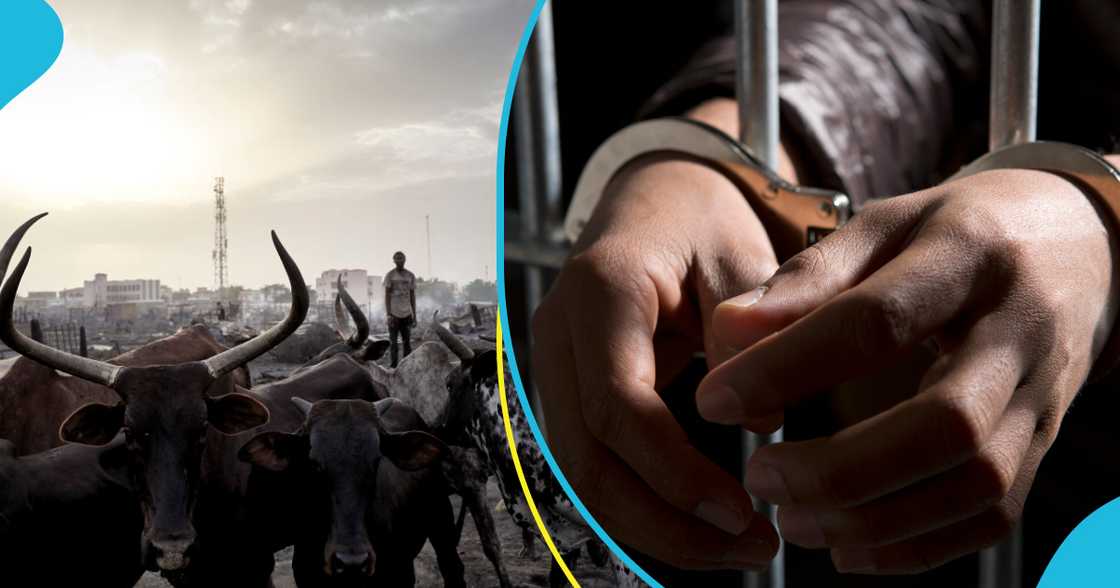 Herdsman Nabbed Trying To Steal 20 Cows In Gomoa Dominase Herdsman Nabbed Trying To Steal 20 Cows In Gomoa Dominase