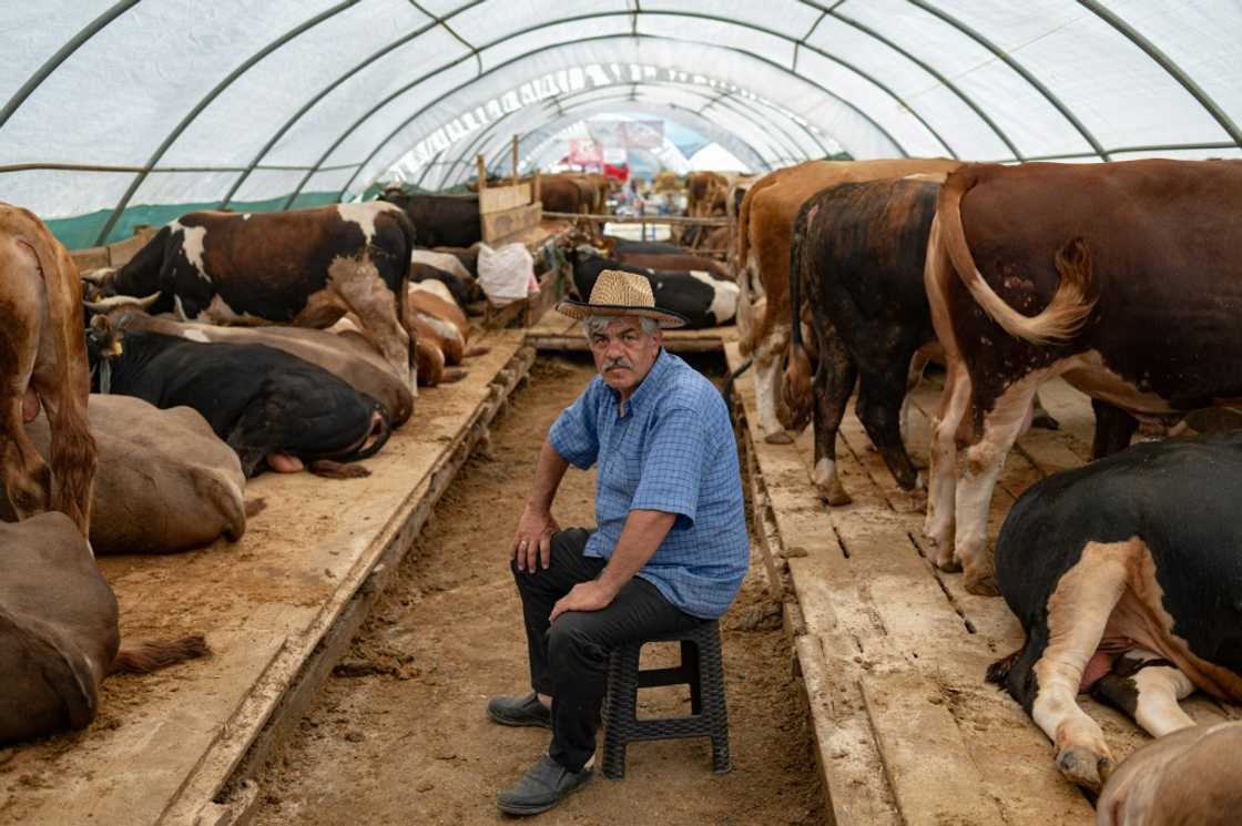 Istanbul merchants are selling far fewer animals for the Muslim festival of sacrifice because of Turkey's economic crisis