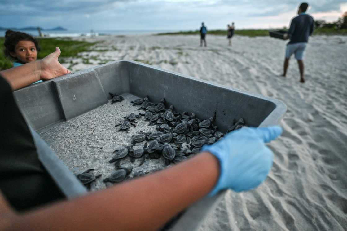 Marine turtles and their uncertain fate are on the agenda of a global wildlife summit taking place in Panama City