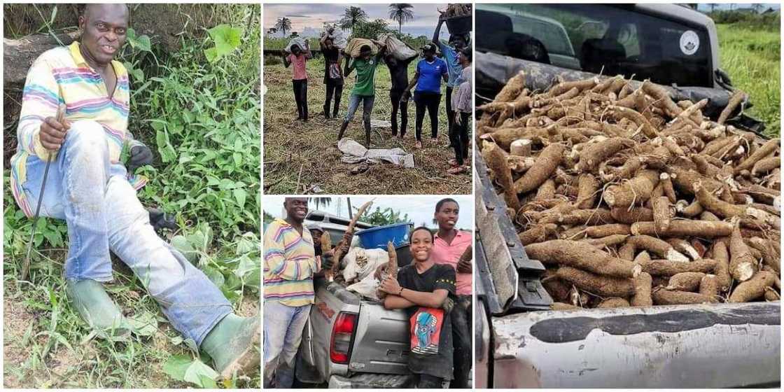 Nigerians react as government official storms farm with his family to harvest cassava Nigerians react as government official storms farm with his family to harvest cassava