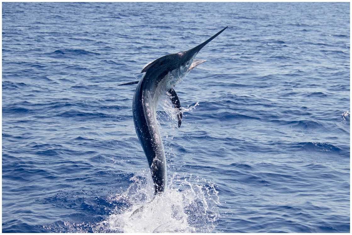 A black marlin jumps across the surface