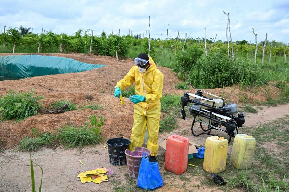 A technician prepares a drone to spray fungicides on passion fruit fields A technician prepares a drone to spray fungicides on passion fruit fields