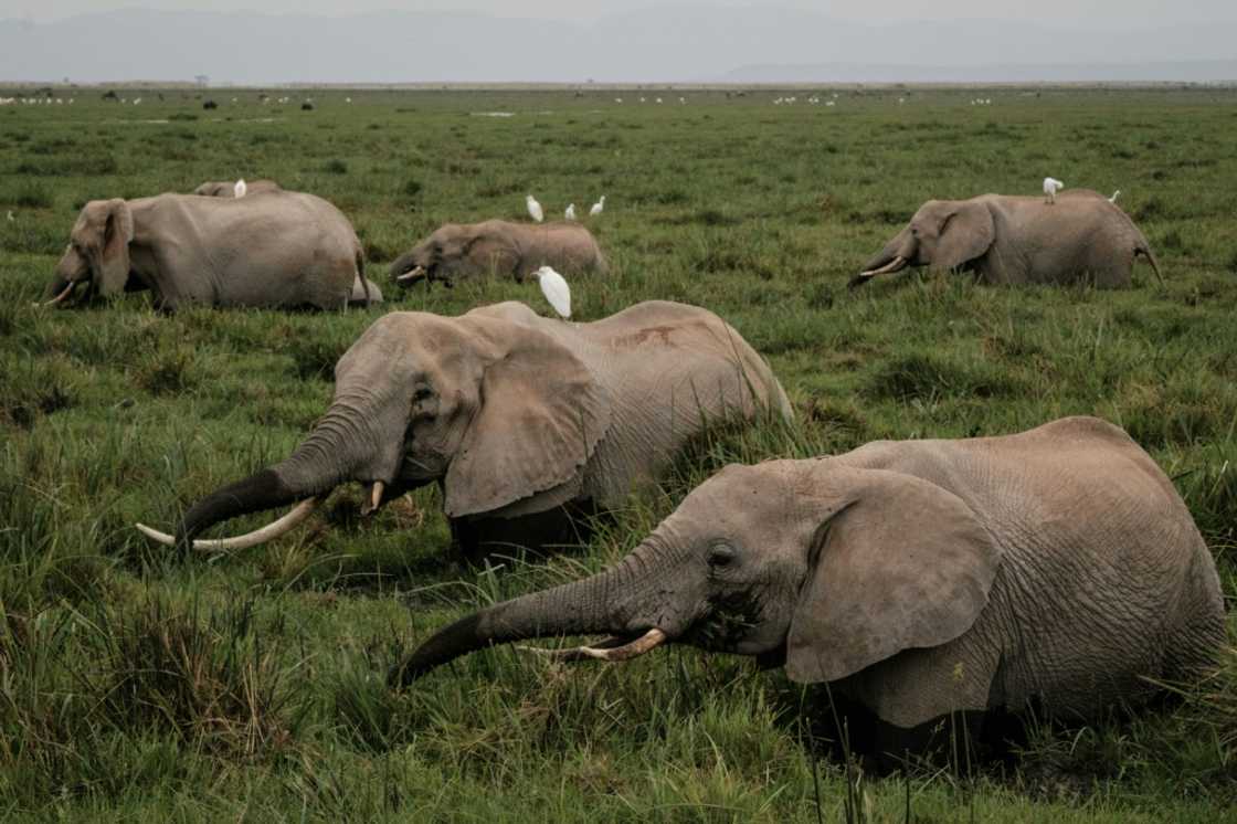 The terrain on the edge of Amboseli National Park in southern Kenya boasts elephants, giraffes, antelopes and lions The terrain on the edge of Amboseli National Park in southern Kenya boasts elephants, giraffes, antelopes and lions