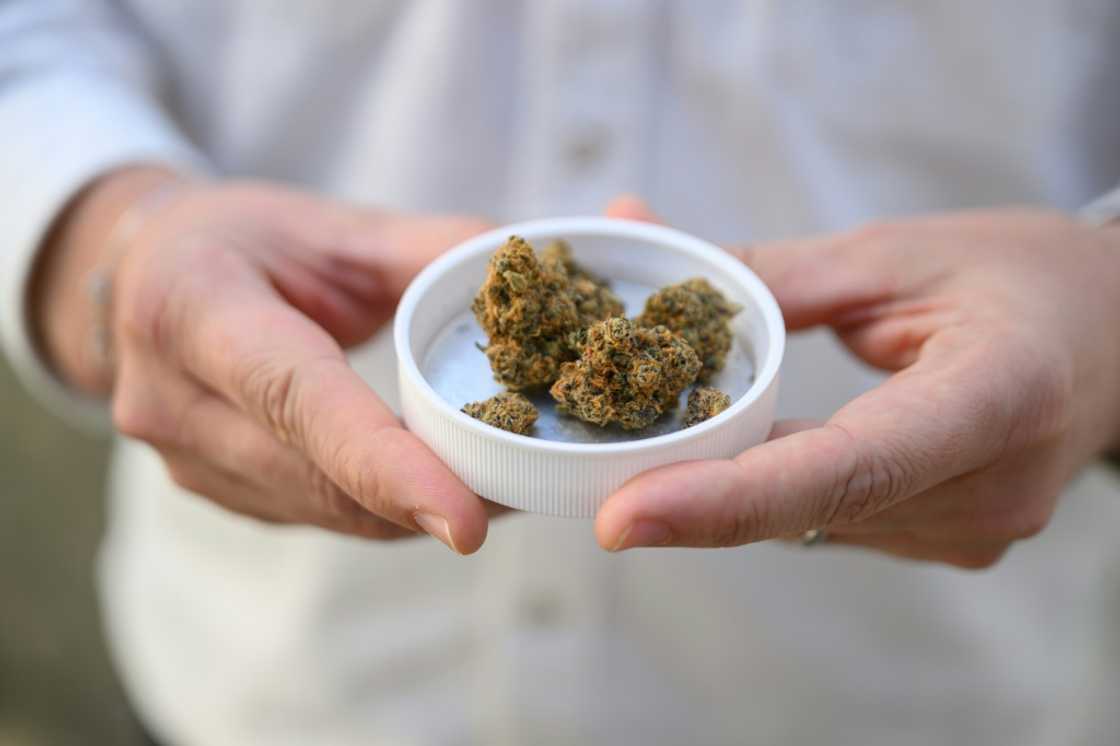 Medical cannabis has been a boon for the Berlin-based company whose website slogan says 'we love cannabis' and whose Frankfurt Stock Exchange ticker symbol is 'HIGH' Medical cannabis has been a boon for the Berlin-based company whose website slogan says 'we love cannabis' and whose Frankfurt Stock Exchange ticker symbol is 'HIGH'