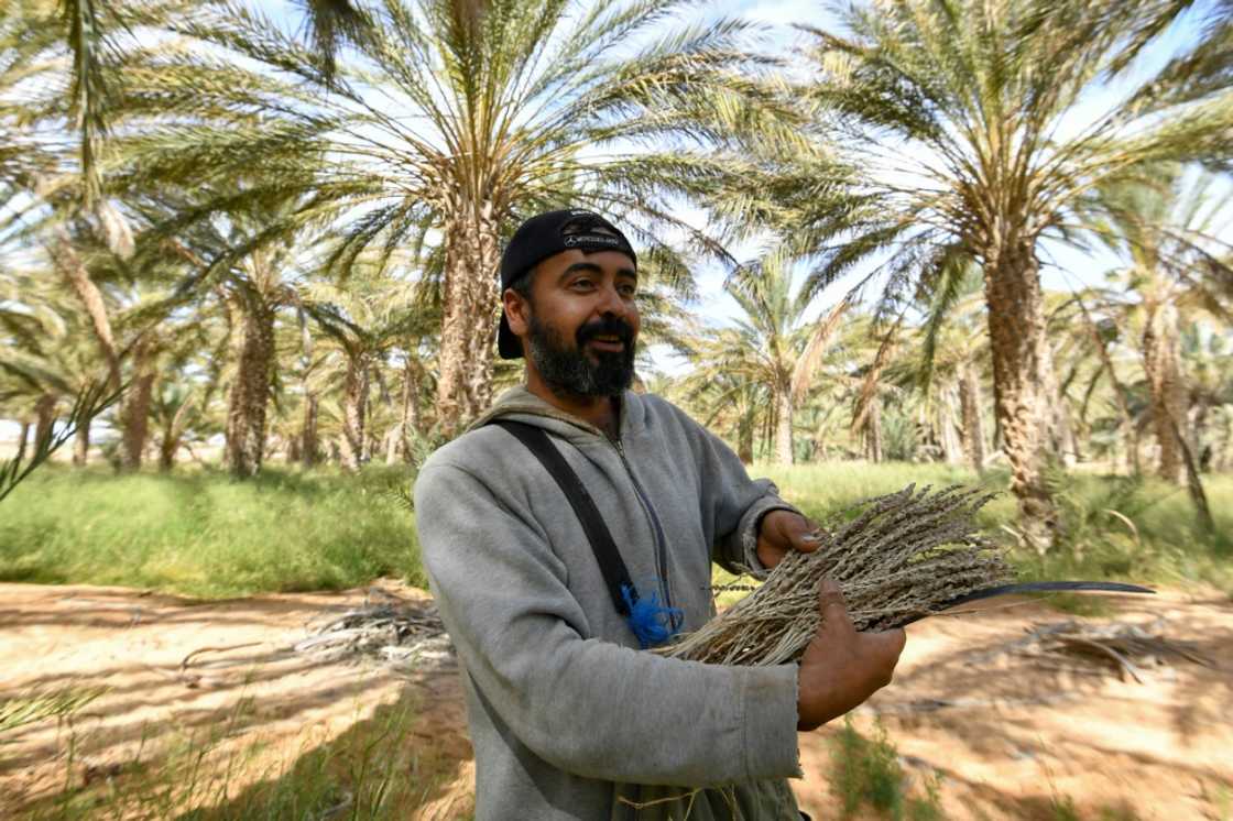 A farmer prepares to pollinate palm trees A farmer prepares to pollinate palm trees