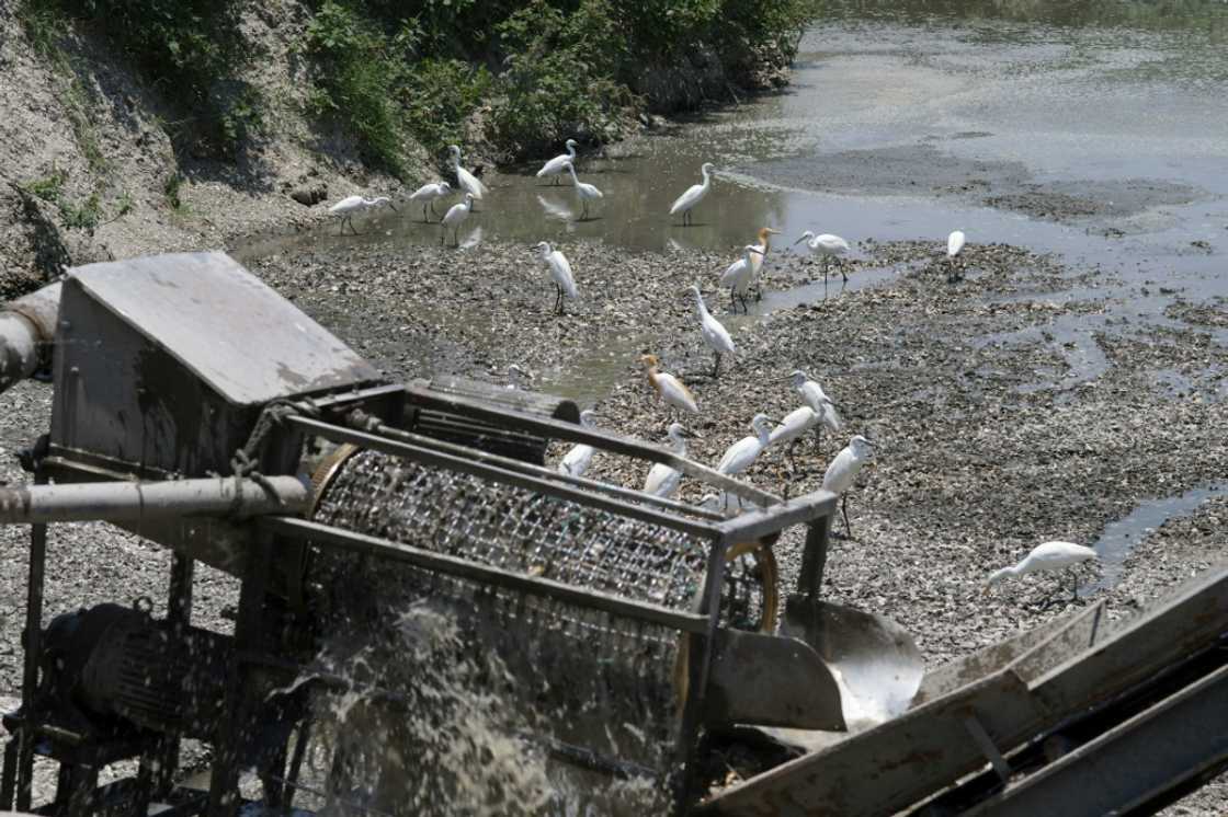 Egrets wait for food from an oyster shell washing machine outside the Gijin Seafood Factory