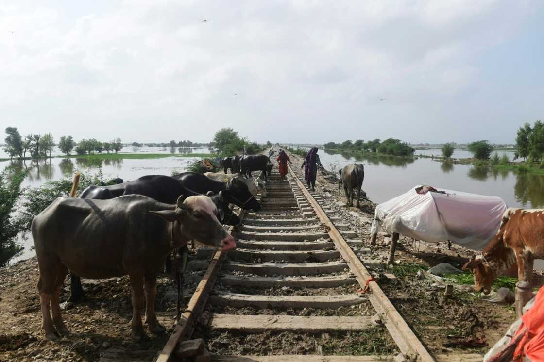 Farmers and their cattle take relief from flooded lands on an elevated railway track near Jacobabad in Sindh province Farmers and their cattle take relief from flooded lands on an elevated railway track near Jacobabad in Sindh province