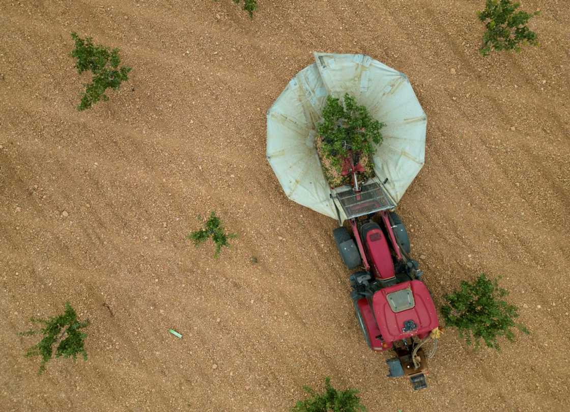 With Spain getting hotter, the amount of land devoted to drought-resistant pistachio trees has jumped nearly five-fold since 2017 to 79,000 hectares (195,000 acres)