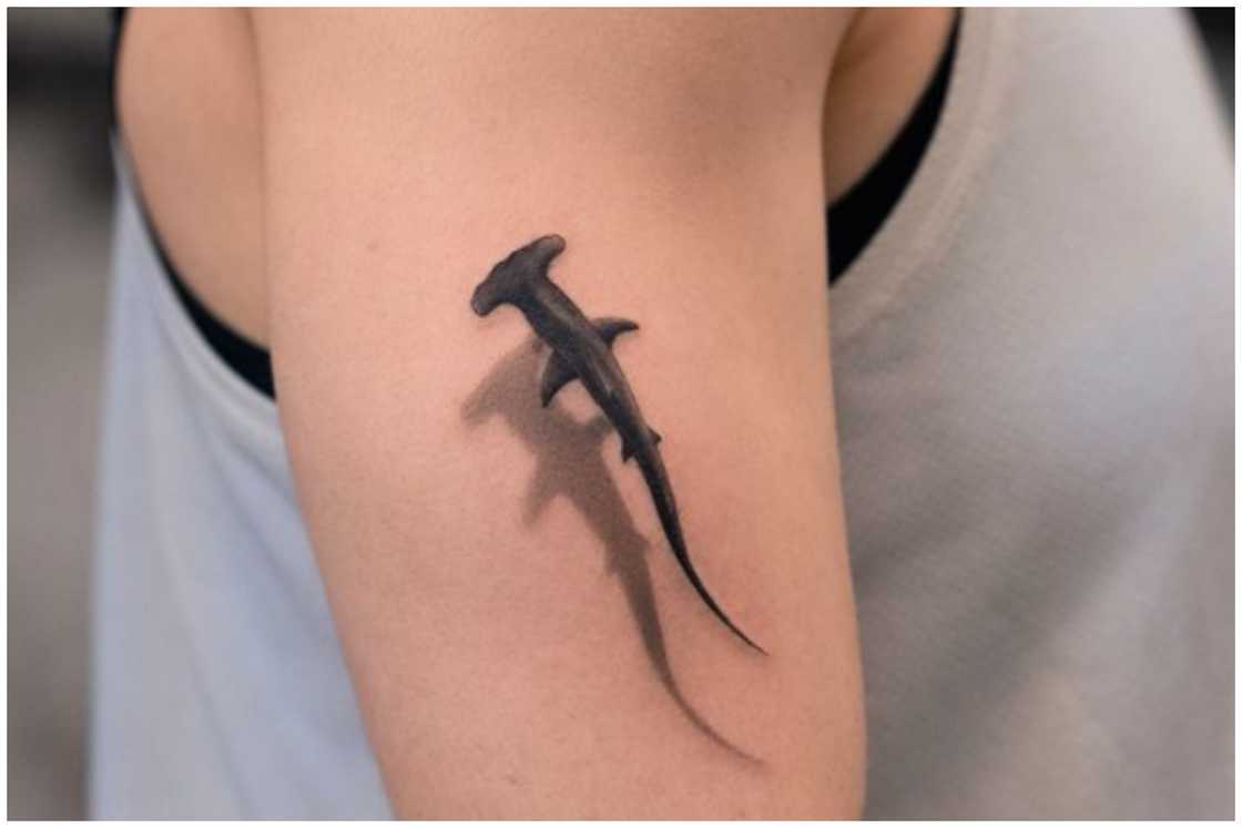 Shark silhouette Shark silhouette