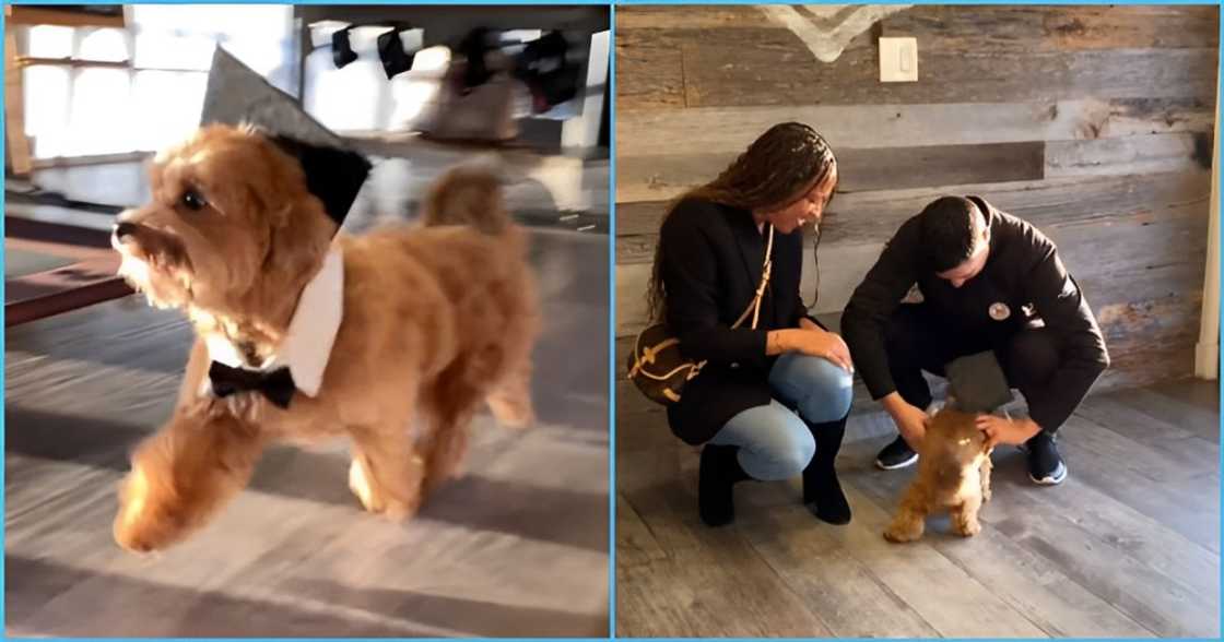 Photo of a dog and it owners Photo of a dog and it owners