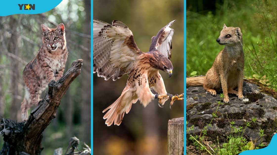 A bobcat (L), a red-tailed hawk perching (M) and a mongoose (R).