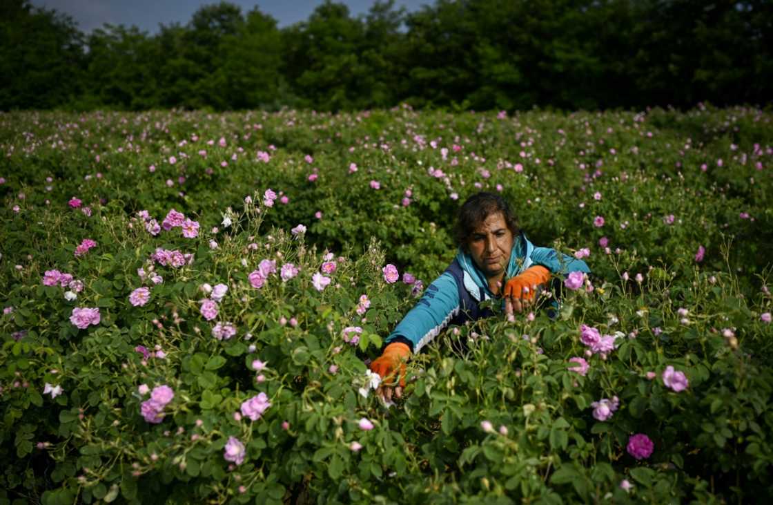 a heatwave has slashed this year's harvest of rose petals, labour is hard to find and the global surge in energy prices has increased costs for a product so precious that it is dubbed "liquid gold"