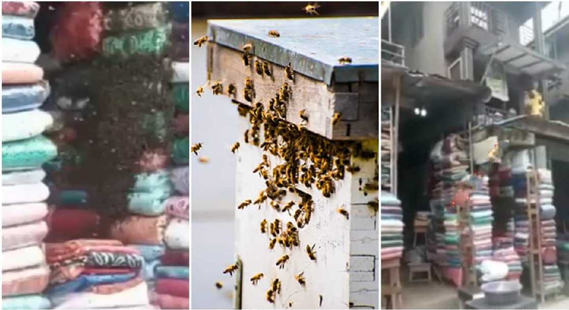 Swarm of bees take of tailoring materials shop at a Lagos market. Swarm of bees take of tailoring materials shop at a Lagos market.