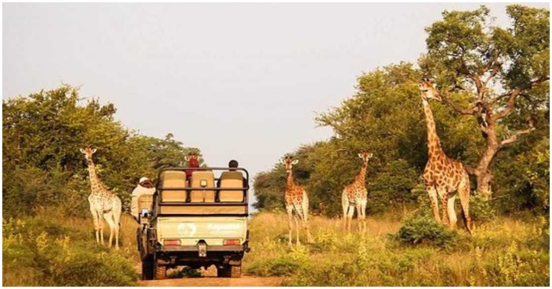 National Zoological Gardens of South Africa