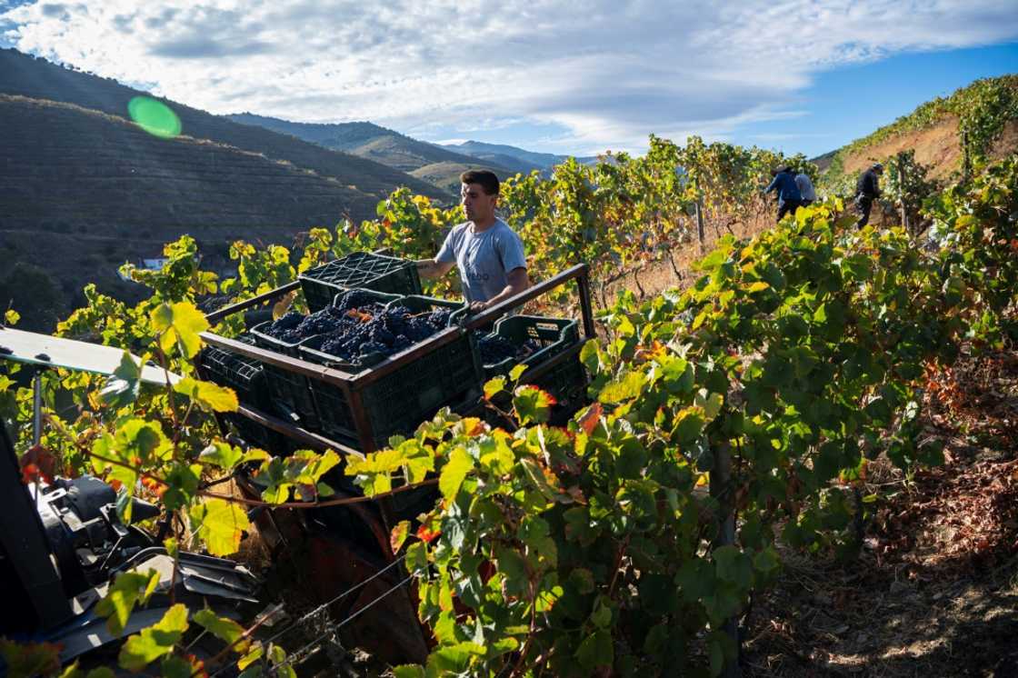 Roughly 20,000 winegrowers operate along the banks of the River Douro