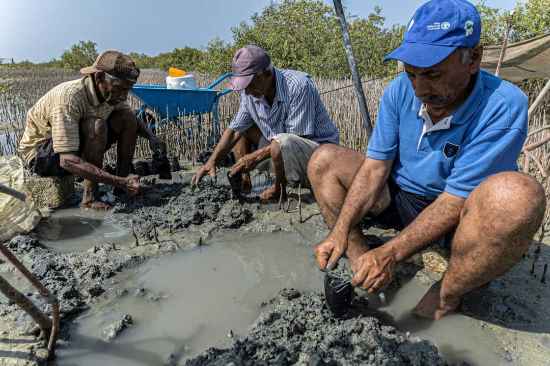 Workers replant mangrove trees in Egypt's Red Sea coast near Marsa Alam. The trees act as a natural barrier against rising seas and extreme weather Workers replant mangrove trees in Egypt's Red Sea coast near Marsa Alam. The trees act as a natural barrier against rising seas and extreme weather