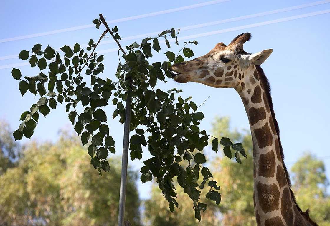 Things to do in Sacramento Things to do in Sacramento