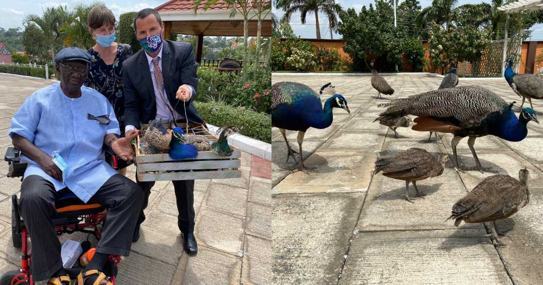 Photos drop as Kuffour hosts Australian ambassador; dashes him 2 peacocks from his garden Photos drop as Kuffour hosts Australian ambassador; dashes him 2 peacocks from his garden