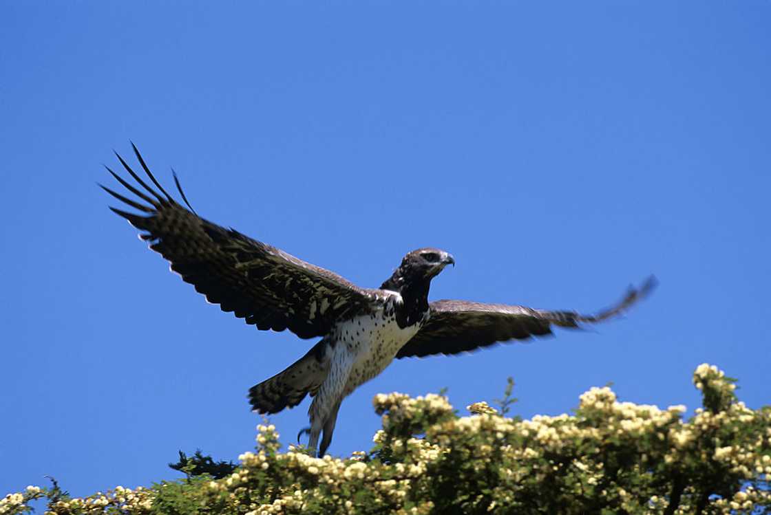 Largest eagle in the world