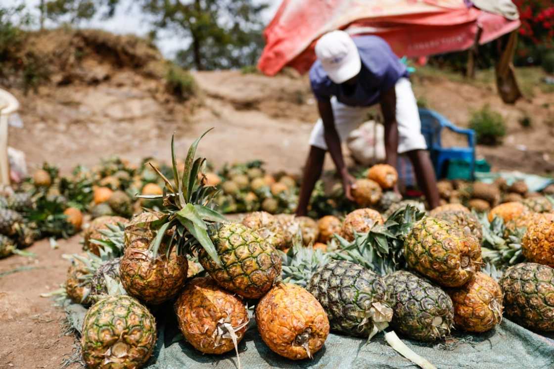 Pineapples at an informal market on the road Pineapples at an informal market on the road