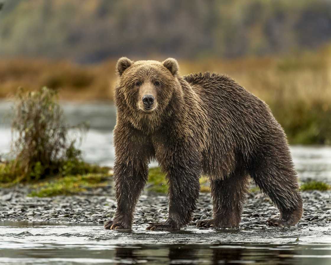 A Kodiak grizzly bear preparing for hibernation. A Kodiak grizzly bear preparing for hibernation.