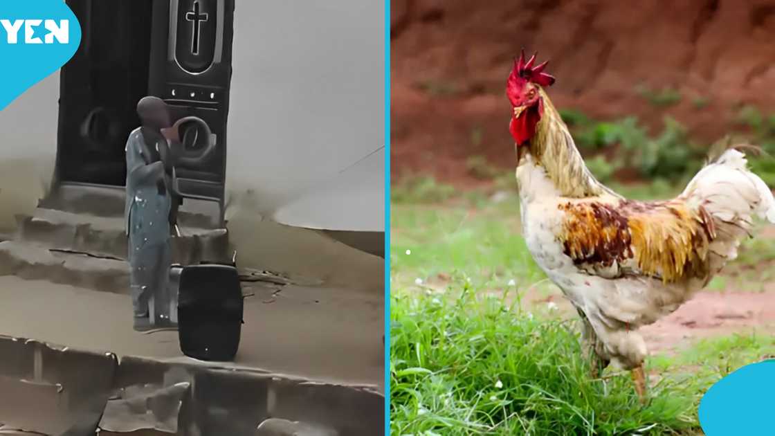 Christmas Fowl, Stealing, Nigerian Pastors, Theft, Curses, Christianity, Viral Videos