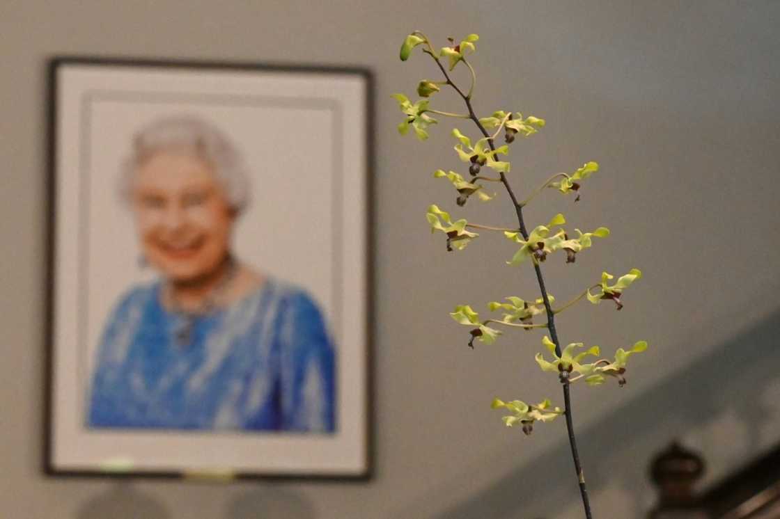 After Queen Elizabeth II's death, Singapore's Botanic Gardens loaned a sprig of Dendrobium Elizabeth to the British high commissioner's residence After Queen Elizabeth II's death, Singapore's Botanic Gardens loaned a sprig of Dendrobium Elizabeth to the British high commissioner's residence