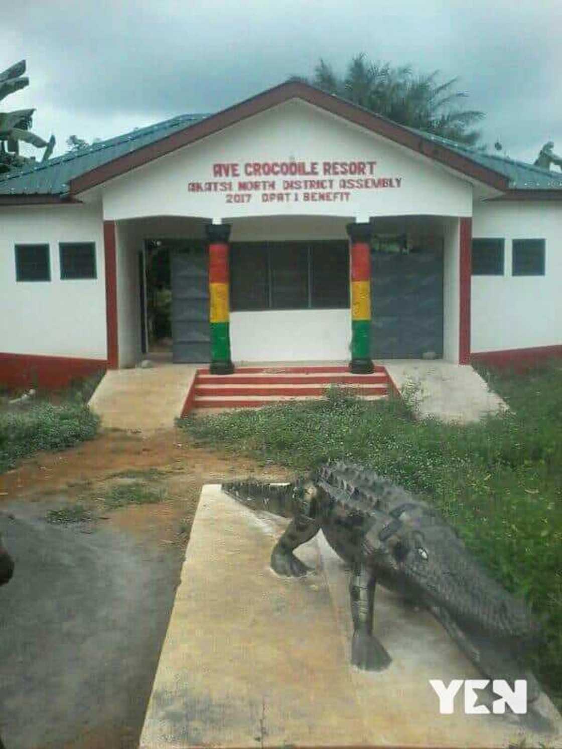 People & Places: A look into Volta region's Ave Dakpa Crocodile pond with friendly crocodiles (photos)