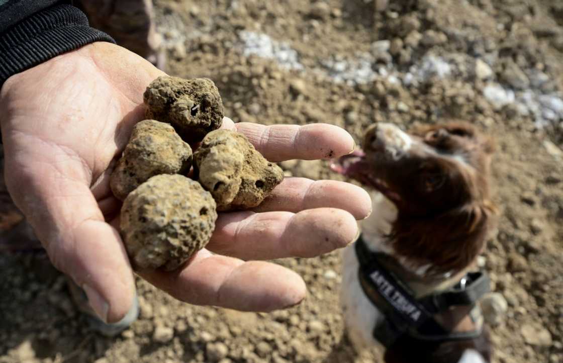 Black truffles are one of the most exclusive and expensive delicacies on the planet Black truffles are one of the most exclusive and expensive delicacies on the planet