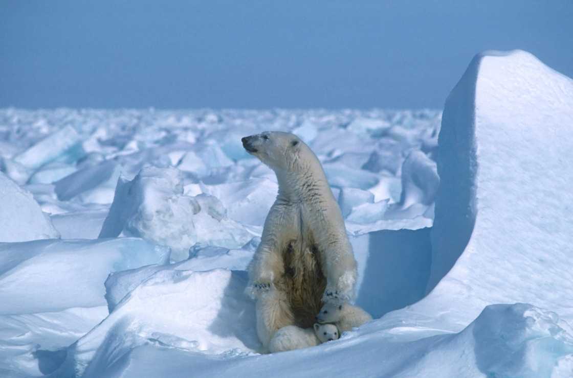 President Joe Biden's administration is banning new drilling over 40 percent of the National Petroleum Reserve in Alaska, a region important for polar bears