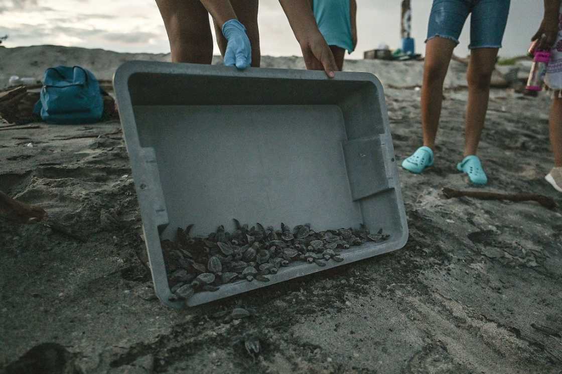 Turtles end up as bycatch in fisheries and face threats to their nesting beaches from human encroachment and climate change