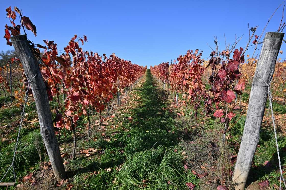 Flavescence doree is 'one of the most dangerous diseases' threatening vineyards today, according to OIV Flavescence doree is 'one of the most dangerous diseases' threatening vineyards today, according to OIV