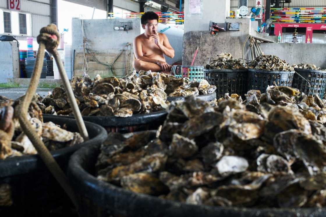 The Gijin Seafood Factory uses around 100 tonnes of oyster shells a year to churn out around 900 tonnes of Seawool, a trademarked and patented fabric The Gijin Seafood Factory uses around 100 tonnes of oyster shells a year to churn out around 900 tonnes of Seawool, a trademarked and patented fabric